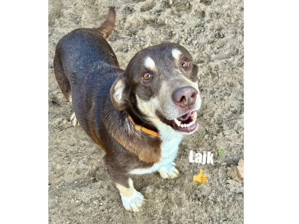 Pies do adopcji, Przyborówko, 17 listopada 2025 (3/3)