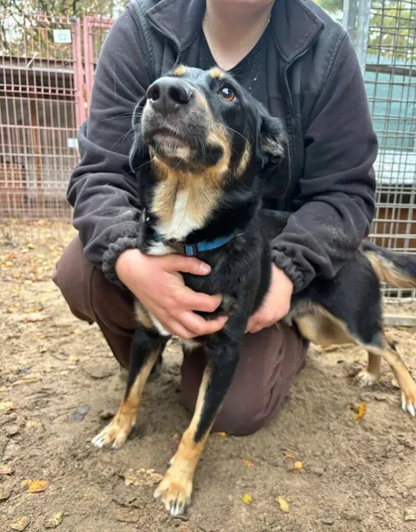 Pies do adopcji, Przyborówko, 17 listopada 2025 (1/3)