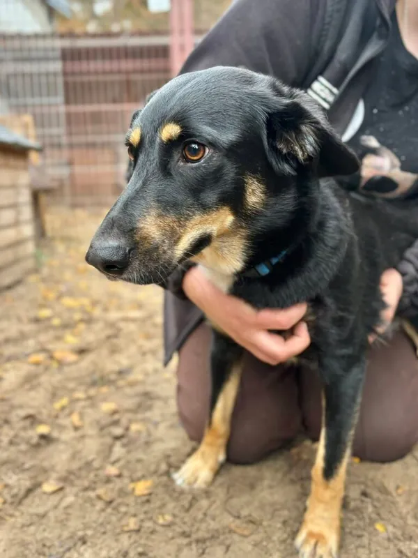 Pies do adopcji, Przyborówko, 17 listopada 2025 (2/3)