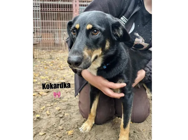 Pies do adopcji, Przyborówko, 14 grudnia 2025 (3/4)