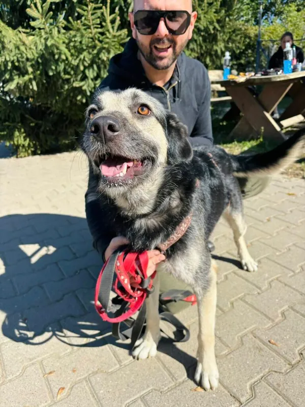 Pies do adopcji, Przyborówko, 17 listopada 2025 (1/3)