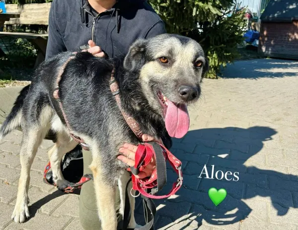 Pies do adopcji, Przyborówko, 17 listopada 2025 (2/3)