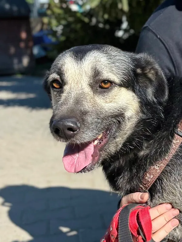 Pies do adopcji, Przyborówko, 17 listopada 2025 (3/3)