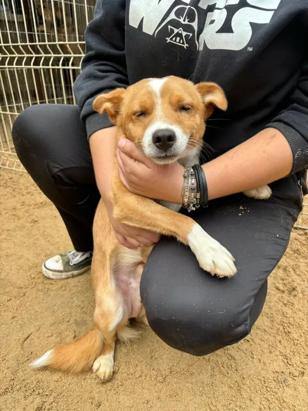 Pies do adopcji, Przyborówko, 17 listopada 2025 (1/3)