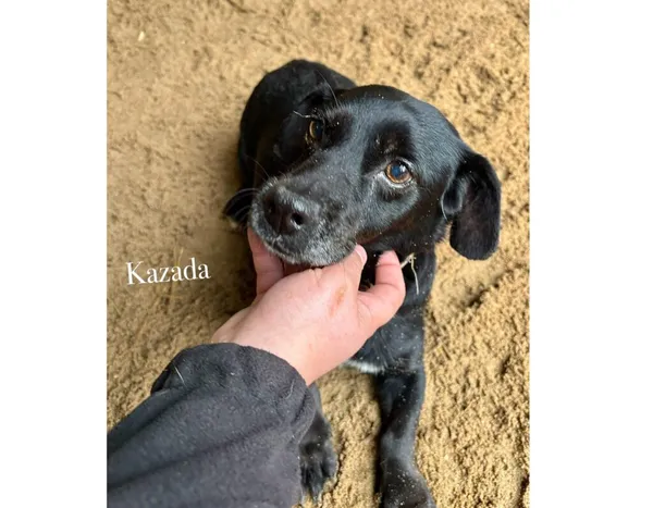 Pies do adopcji, Przyborówko, 17 listopada 2025 (3/3)