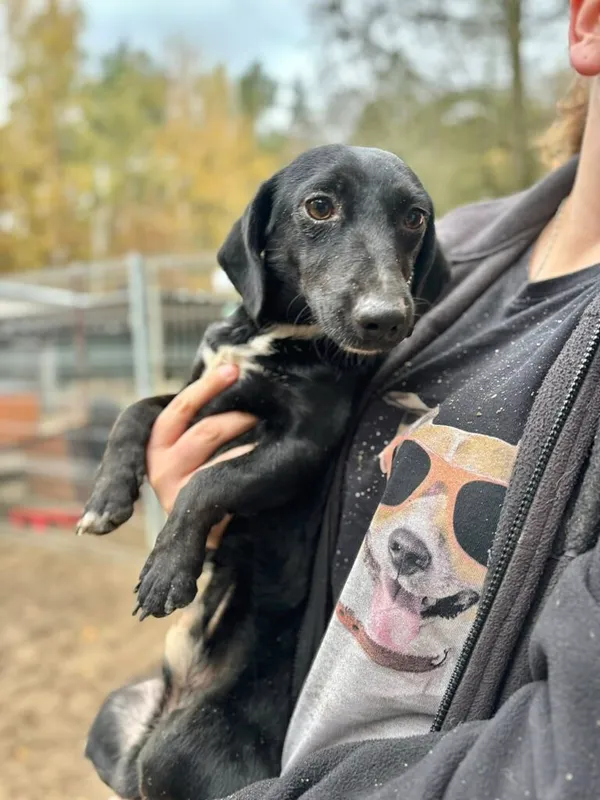 Pies do adopcji, Przyborówko, 17 listopada 2025 (1/3)