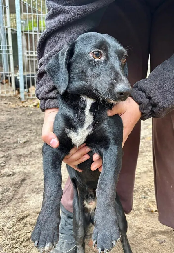 Pies do adopcji, Przyborówko, 17 listopada 2025 (2/3)