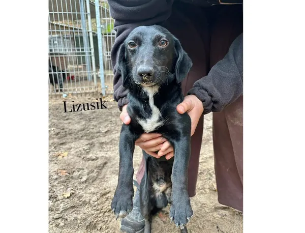 Pies do adopcji, Przyborówko, 17 listopada 2025 (3/3)