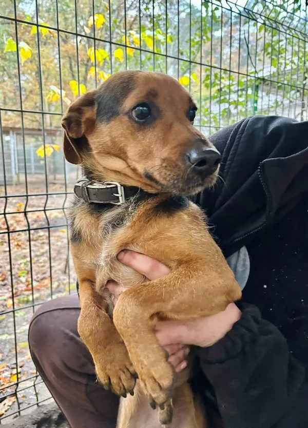 Pies do adopcji, Przyborówko, 17 listopada 2025 (1/3)