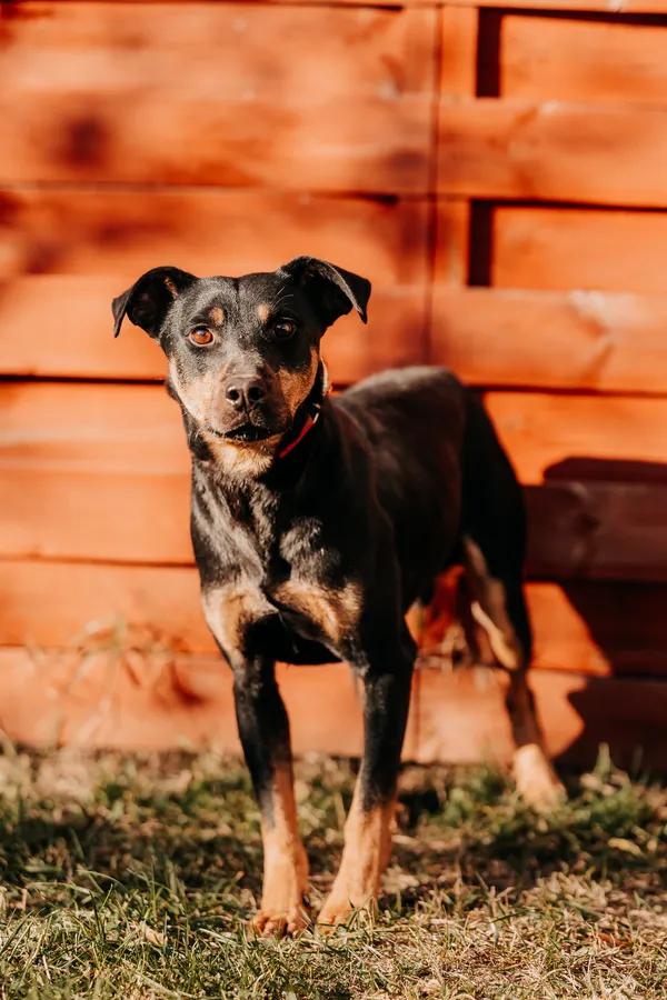 Pies do adopcji, Czartki, 17 listopada 2025 (1/2)