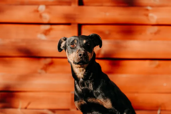 Pies do adopcji, Czartki, 17 listopada 2025 (2/2)