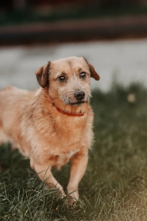 Pies do adopcji, Czartki, 17 listopada 2025 (3/3)