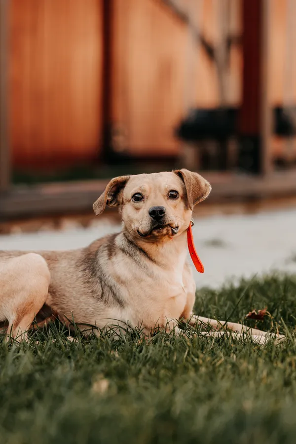 Pies do adopcji, Czartki, 17 listopada 2025 (2/3)