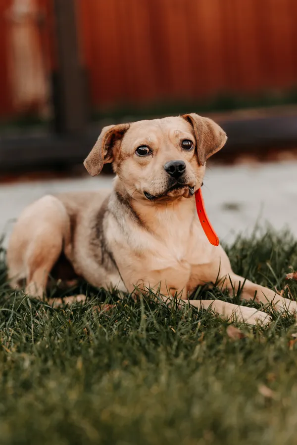 Pies do adopcji, Czartki, 17 listopada 2025 (3/3)