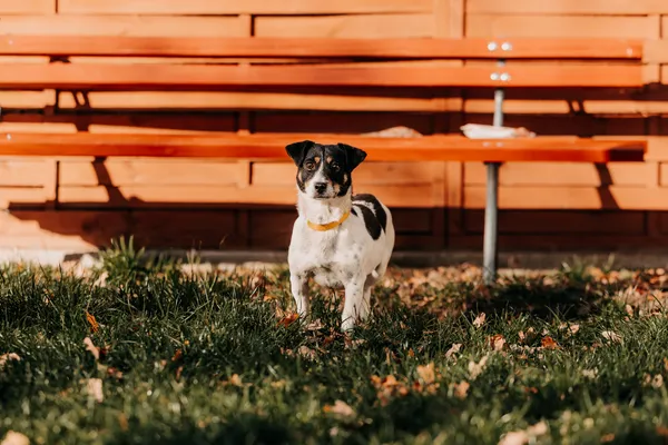 Pies do adopcji, Czartki, 17 listopada 2025 (1/5)