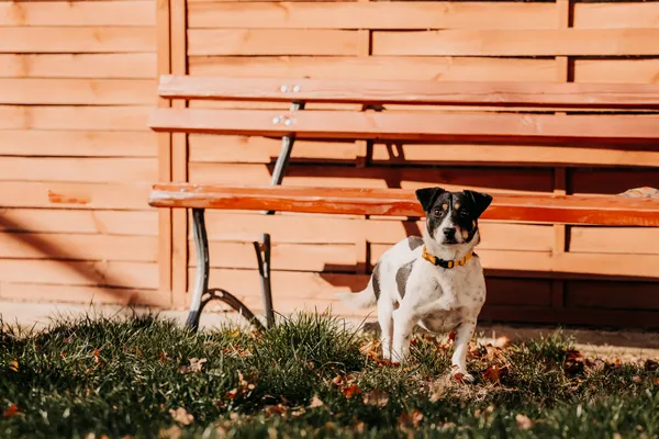 Pies do adopcji, Czartki, 17 listopada 2025 (3/5)