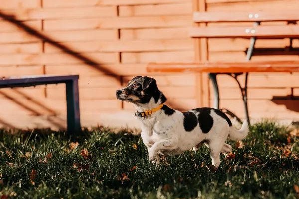 Pies do adopcji, Czartki, 17 listopada 2025 (4/5)