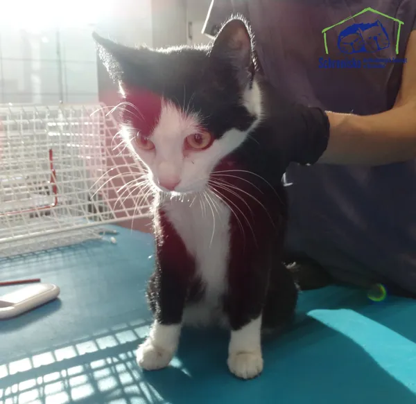 Znaleziono kota, Szczecin, 17 listopada 2025