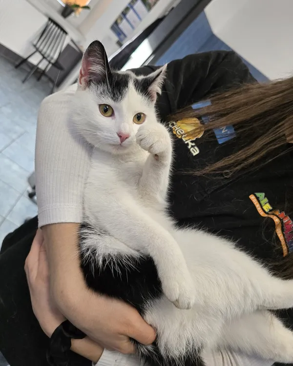 Kot do adopcji, Ropczyce, 17 listopada 2025