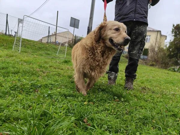 Kot do adopcji, Ropczyce, 17 listopada 2025