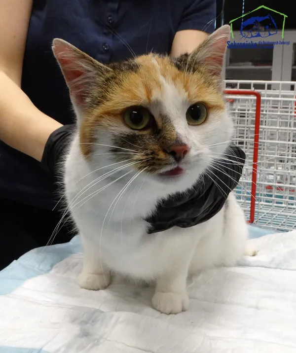 Znaleziono kota, Szczecin, 17 listopada 2025