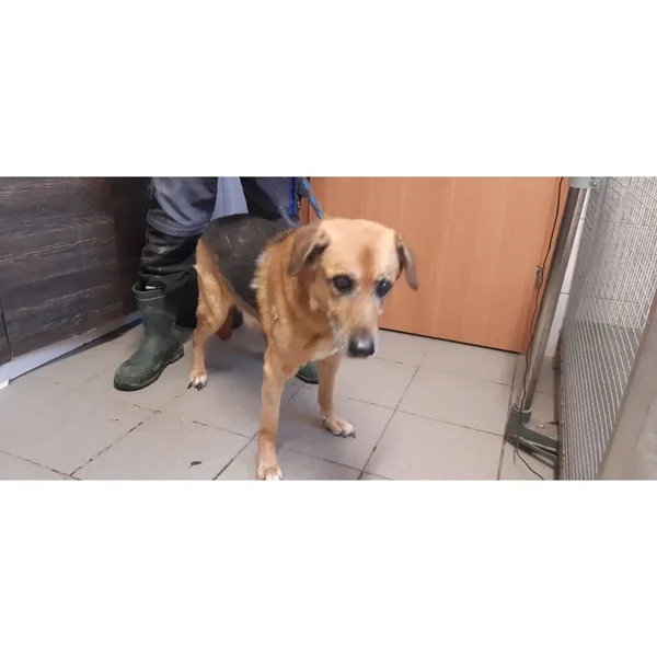 Znaleziono psa, Białystok, 28 października 2025