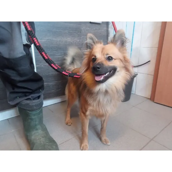 Znaleziono psa, Białystok, 27 września 2025