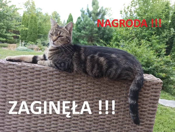 Zaginął kot, Dębica, 19 listopada 2025 (1/3)