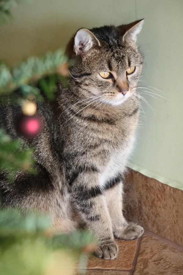 Zaginął kot, Dębica, 19 listopada 2025 (3/3)