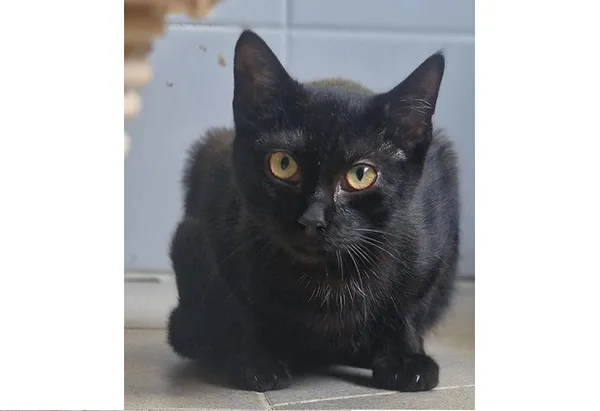 Kot do adopcji, Wrocław, 21 lipca 2025