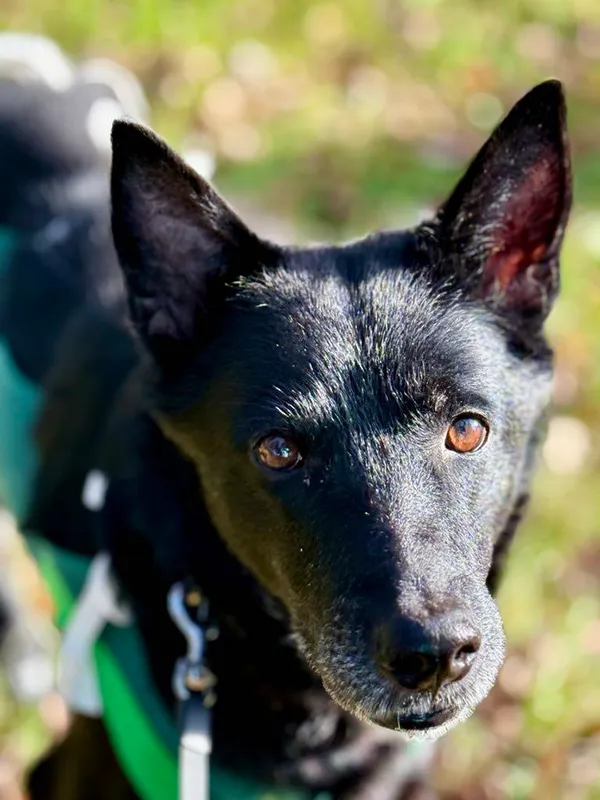 Pies do adopcji, Jelenia Góra, 16 września 2025 (1/4)