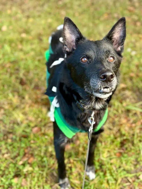 Pies do adopcji, Jelenia Góra, 16 września 2025 (2/4)