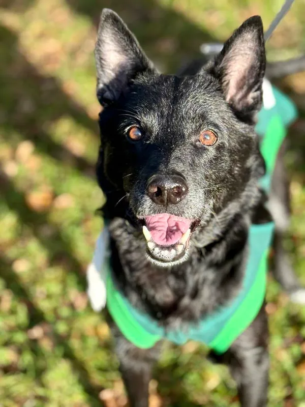 Pies do adopcji, Jelenia Góra, 16 września 2025 (3/4)