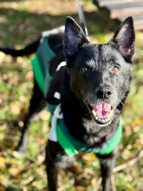 Pies do adopcji, Jelenia Góra, 16 września 2025 (4/4)