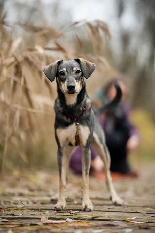 Pies do adopcji, Sosnowiec, 27 października 2025 (5/5)