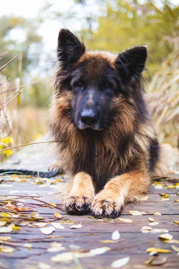 Pies do adopcji, Sosnowiec, 8 października 2025 (4/5)