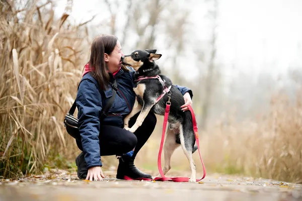 Pies do adopcji, Sosnowiec, 9 listopada 2025 (1/5)