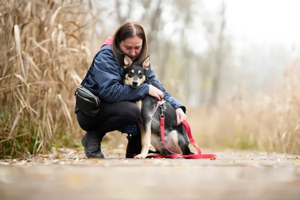 Pies do adopcji, Sosnowiec, 9 listopada 2025 (2/5)