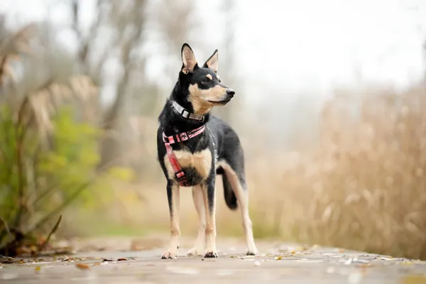 Pies do adopcji, Sosnowiec, 9 listopada 2025 (3/5)