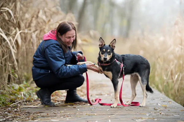 Pies do adopcji, Sosnowiec, 9 listopada 2025 (4/5)