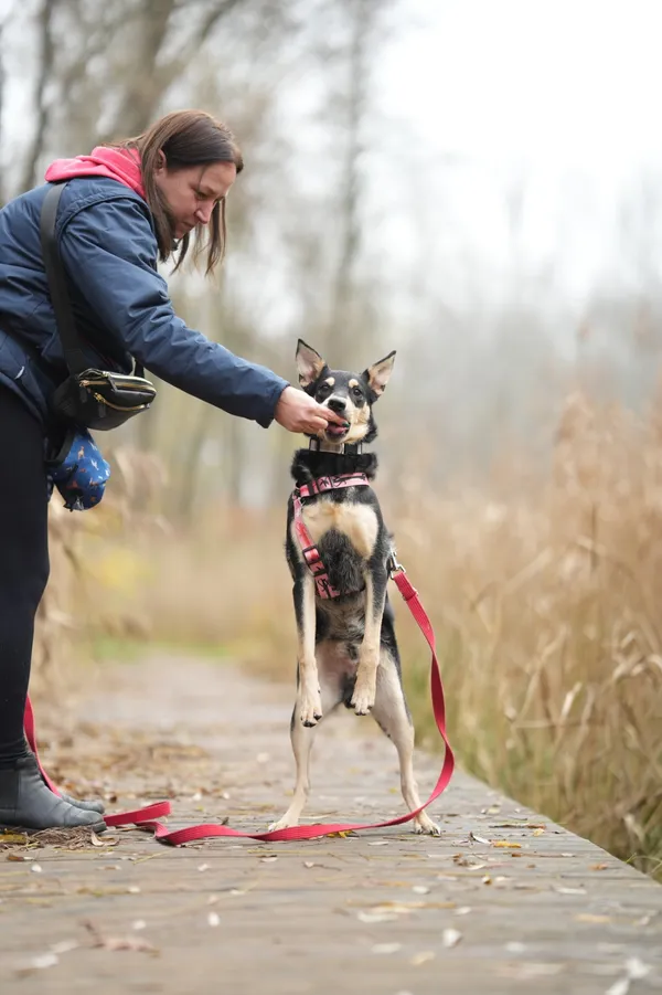 Pies do adopcji, Sosnowiec, 9 listopada 2025 (5/5)