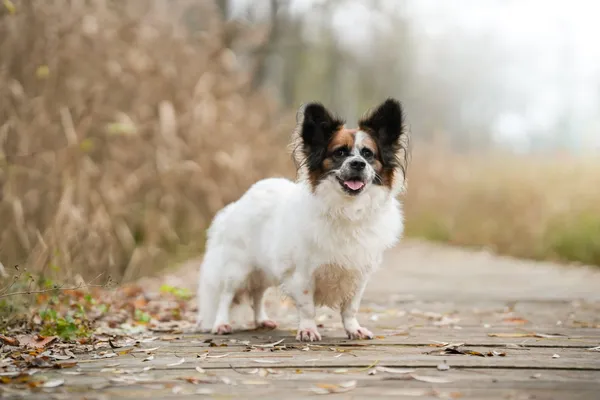 Pies do adopcji, Sosnowiec, 28 października 2025 (1/5)