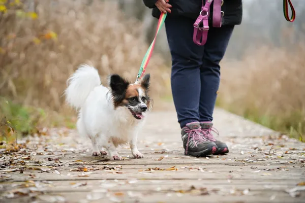 Pies do adopcji, Sosnowiec, 28 października 2025 (2/5)
