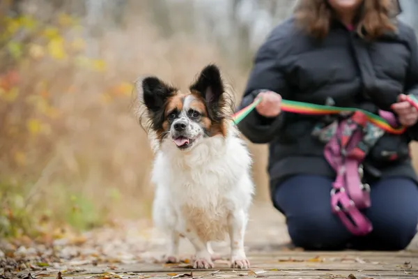 Pies do adopcji, Sosnowiec, 28 października 2025 (3/5)