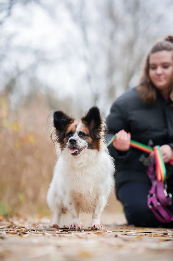 Pies do adopcji, Sosnowiec, 28 października 2025 (4/5)