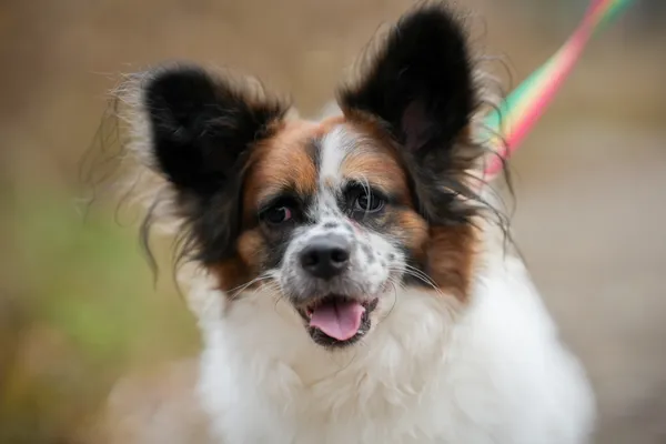 Pies do adopcji, Sosnowiec, 28 października 2025 (5/5)