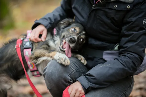 Pies do adopcji, Sosnowiec, 18 października 2025 (1/5)
