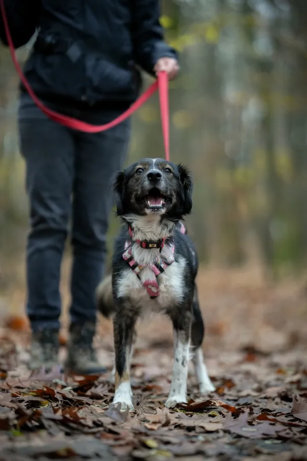 Pies do adopcji, Sosnowiec, 18 października 2025 (2/5)