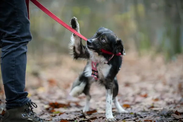 Pies do adopcji, Sosnowiec, 18 października 2025 (3/5)