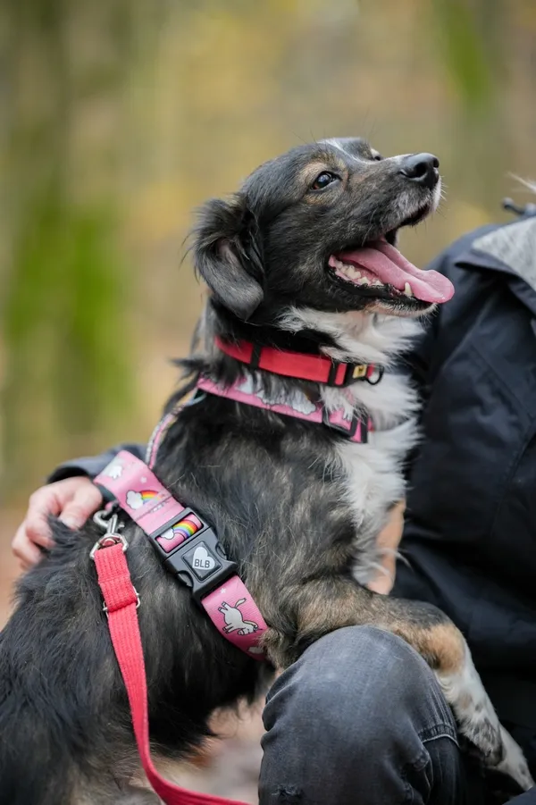 Pies do adopcji, Sosnowiec, 18 października 2025 (4/5)